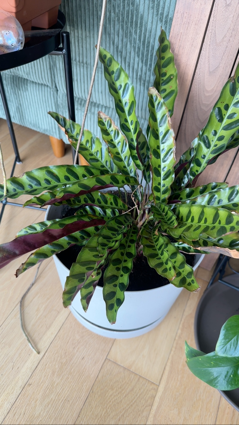 Snake Plant